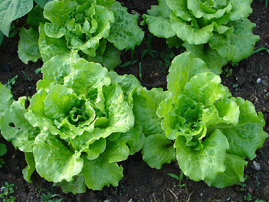 ׯ���������