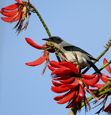 ��÷�ĺ�ͷ����