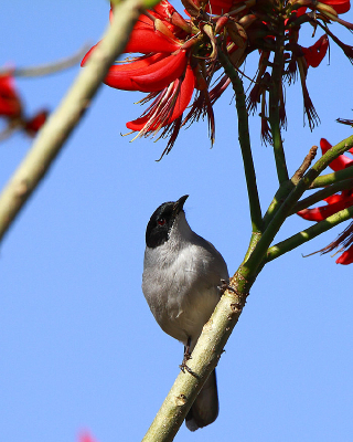 ����ĺ�ͷ����