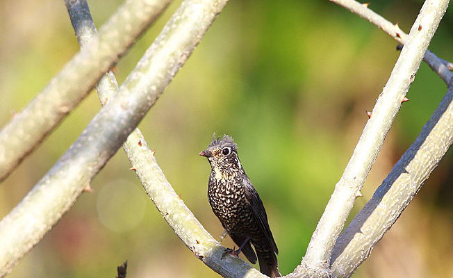 �����Ļ��ߵ��