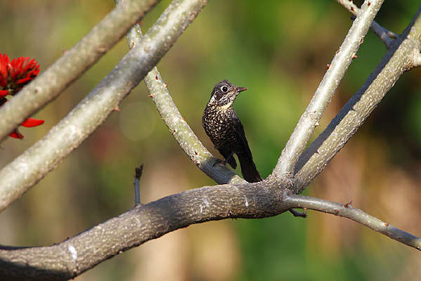 Ư���Ļ��ߵ��