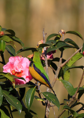 ң���ĳȸ�Ҷ��