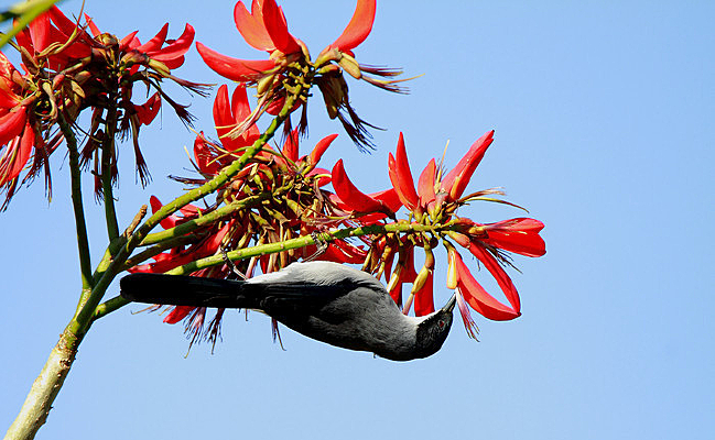 ������ʳ�ĺ�ͷ����