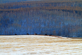 ɽ��ũ����Ⱥѩ��