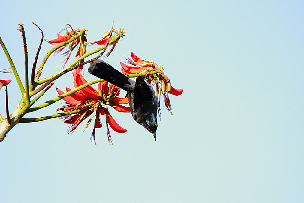 С�ɵĺ�ͷ����