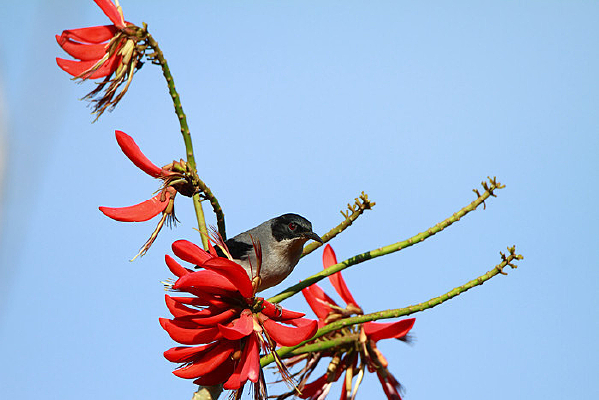 С������ĺ�ͷ����