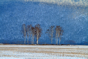 ѩɫ��Ұ�ϵİ����� 