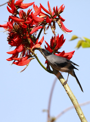 ��ë�����ĺ�ͷ����