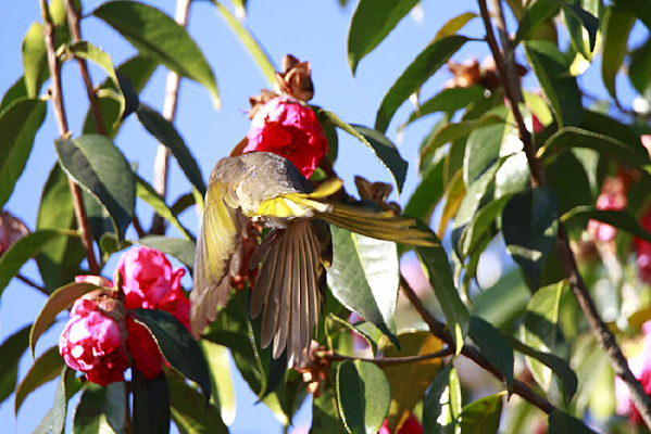 ���ɵ��̳�̽���