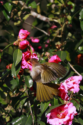 ������ʳ���̳�̽���