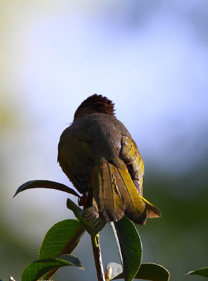 ������÷���̳�̽���