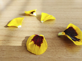 ��ɫ����