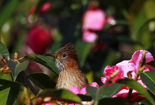 ������̳�̽���