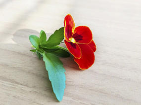 ����컨��Ҷ