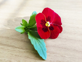 �����ʺ컨��