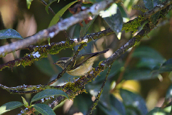 ������͸����ݺ 