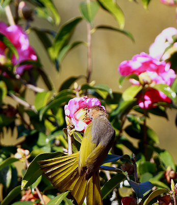 ��ʳ���۵��̳�̽���