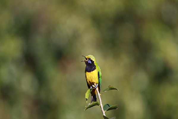 ֦ͷ�質�ĳȸ�Ҷ��