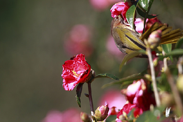 ֦ͷ��ʳ���̳�̽���