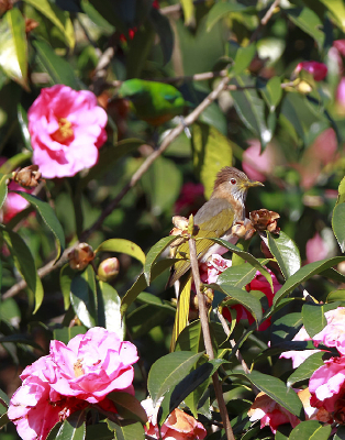 ֦ͷ��Ϣ���̳�̽���