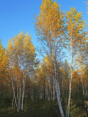 �������ﾰ