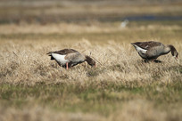 ��˫�ĺ���