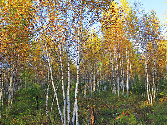 ���˰���������ﾰ