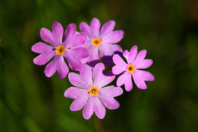 ���˰���Ұ������-�۱��� 