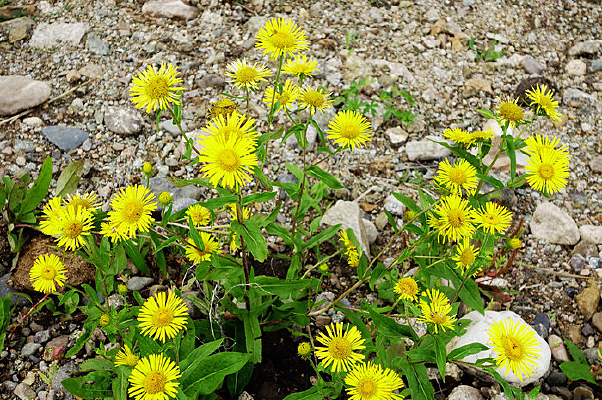 ���˰���Ұ������-ŷ��������