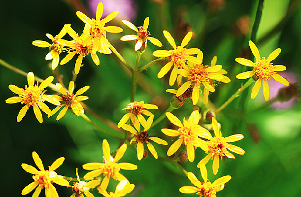 ���˰���Ұ������-ǧ��� 