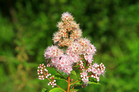 ���˰���Ұ��ֲ��-���߾� 