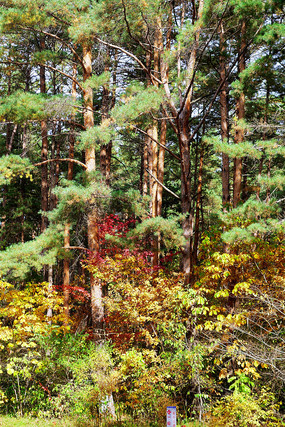 ��������ɫ