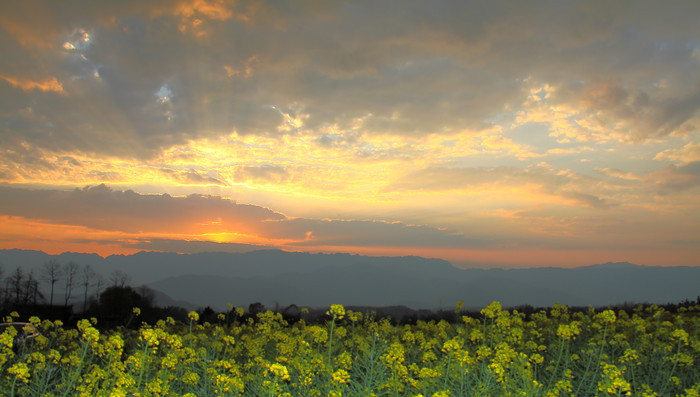 ��ͷ�Ͳ˻�֮Ϧ���ջ���