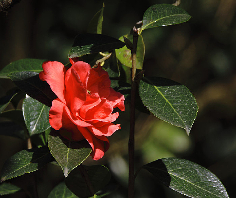 �����Ĳ軨