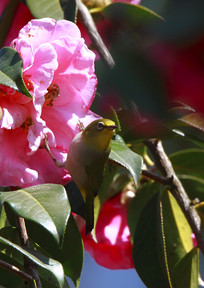 ���еĻҸ�������