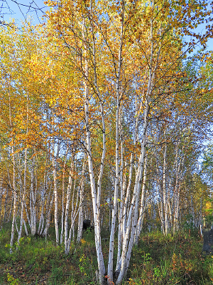 �＾�����ַ羰