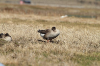 ˫��˫�ܵĺ���