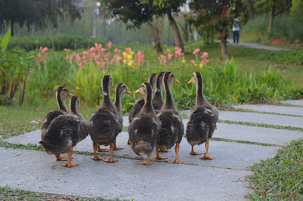 Ѽ������ͼ