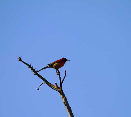 ֦ͷ��Ϣ������̫����