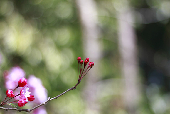 �����Ĵ�˿����