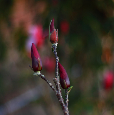 �������޵���������