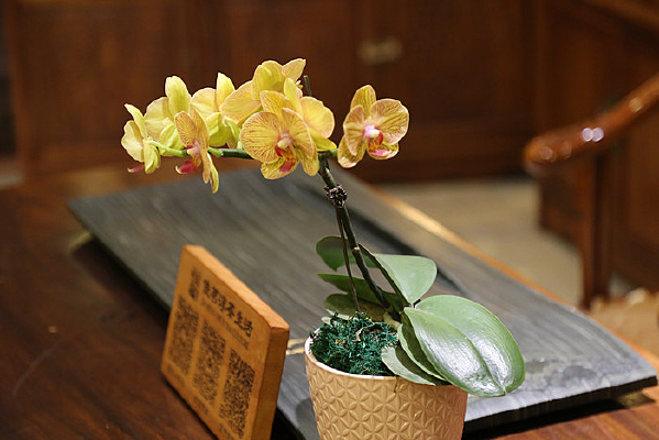 ��ɫ�������԰ڼ�