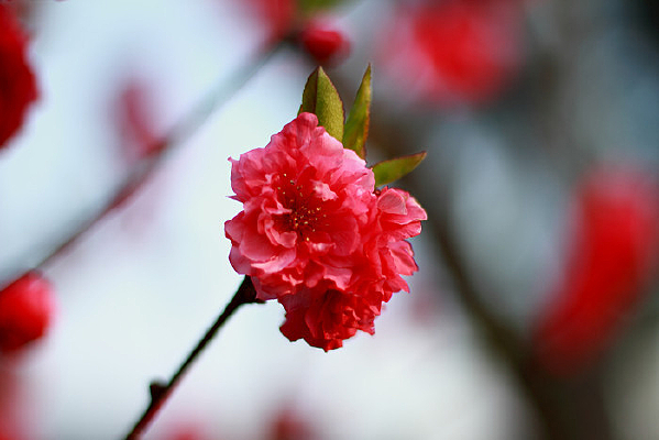 ���εı��һ�