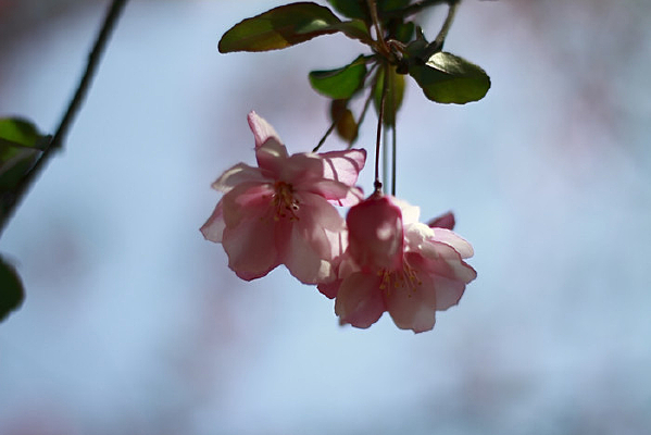 ����ྻ�Ĵ�˿����