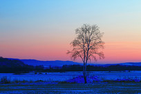 ѩԭ��ľ-Ũ����Ϧ��