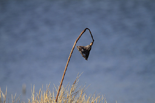 �·����͵Ĳк�