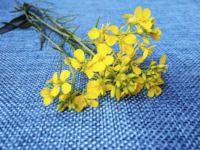 ��ɫ����