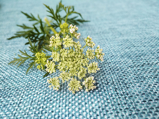 ��Ҷ����