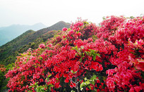 �����Ĳ���