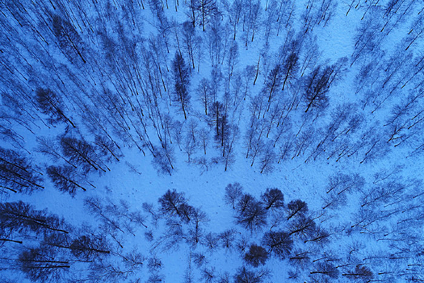 ������ѩ����